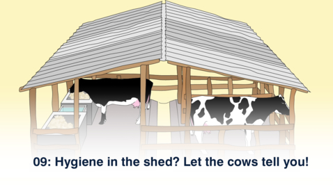 Thumbnail for 09 Hygiene in the shed - Oromiya