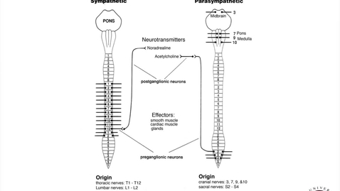 Thumbnail for MBChB2 Neuro Pre-Practical Lecture 5_3_2021