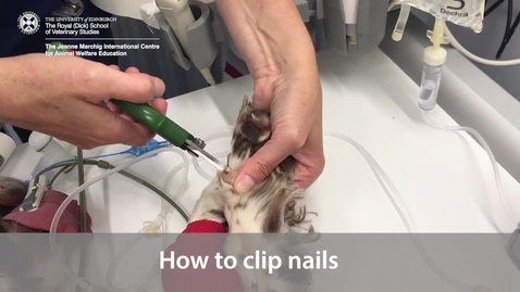 Thumbnail for entry How to clip nails - dog