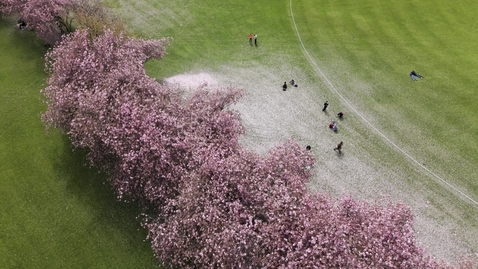 Thumbnail for Drone The Meadows cherry blossom circle