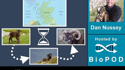 Thumbnail for Aging sheep: long-term population studies in St Kilda with Dr. Dan Nussey