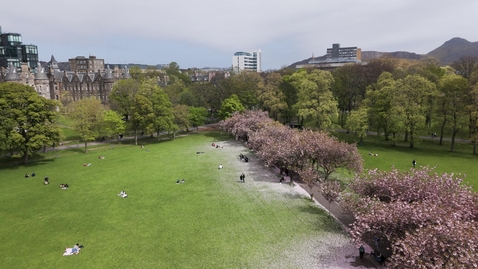 Thumbnail for Drone The Meadows cherry blossom low tracking forward