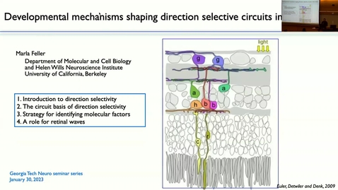 Thumbnail for entry Marla Feller - Developmental Mechanisms Shaping Direction Selective Circuits in the Retina