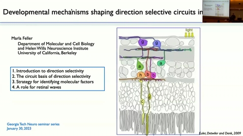 Thumbnail for Marla Feller - Developmental Mechanisms Shaping Direction Selective Circuits in the Retina