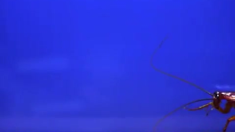 Thumbnail for A cockroach walking filmed at high speed
