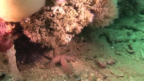 Thumbnail for Grays Reef National Marine Sanctuary (720p)