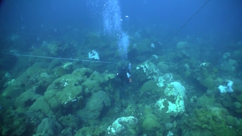 Thumbnail for Flower Garden Banks National Marine Sanctuary Coral Survey (East Bank)