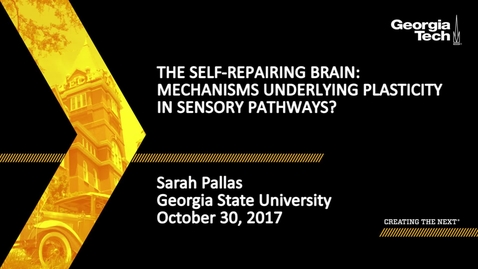 Thumbnail for The Self-Repairing Brain: Mechanisms Underlying Plasticity in Sensory Pathways? - Sarah Pallas