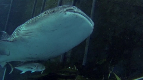 Thumbnail for Georgia Aquarium Ocean Voyager Short
