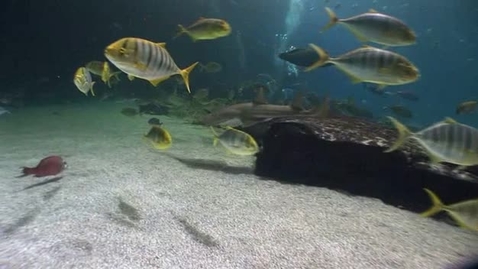 Thumbnail for Georgia Aquarium Ocean Voyager Exhibit
