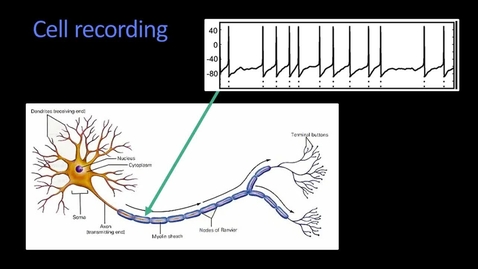 Thumbnail for entry CS6476_10A-L1 The retin_Cell Recording