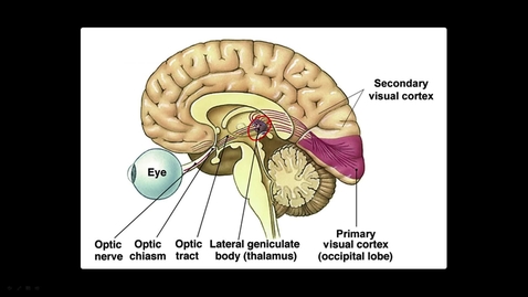 Thumbnail for entry CS6476_10B-L1 Vision in the brai_Thalamus and Cortex