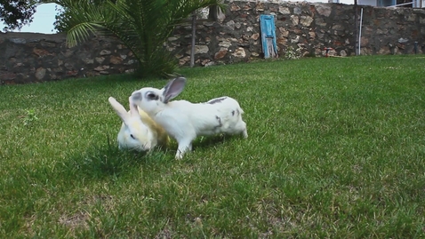 Thumbnail for Keuzes in oorlogstijd