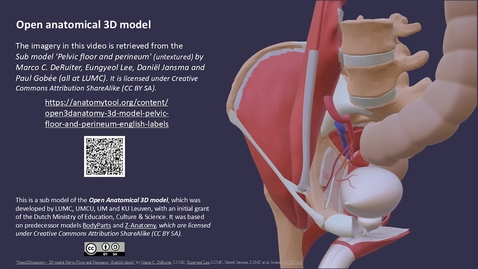 Thumbnail for Pelvic floor seen from above and below, and pudendal canal