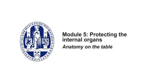 Thumbnail for MOOC 5.6 Anatomy on the Table: demonstration of the superficial body wall (in MOOC Anatomy of the Abdomen and Pelvis )