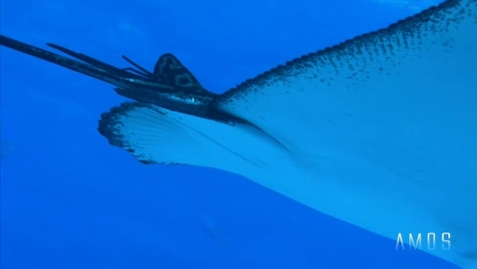 Thumbnail for AmosTV_HT_cut