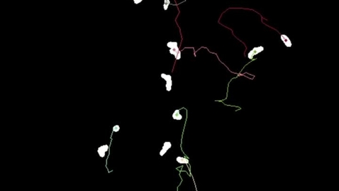 Thumbnail for 2024CL-Example02-NeutrophilTracking.mp4