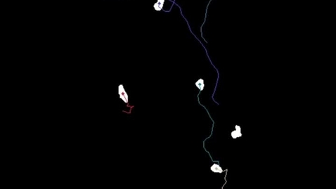 Thumbnail for 2024CL-Example03-NeutrophilTracking.mp4