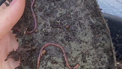 Thumbnail for Pela Case Day 139