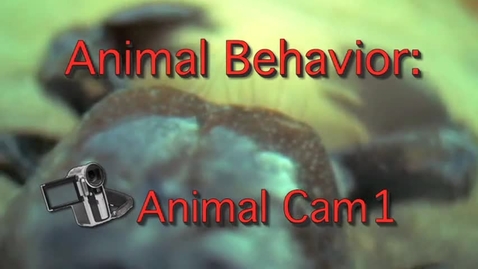 Thumbnail for Animal Cams