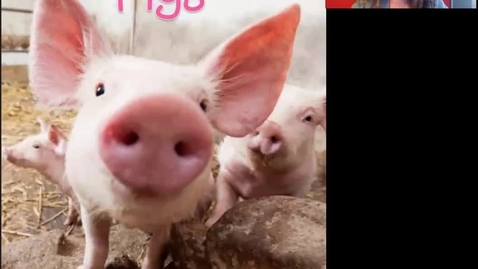 Thumbnail for Pigs by Deanna Jump