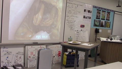 Thumbnail for Frog Dissection Lesson Support Part 2 October 21, 2021