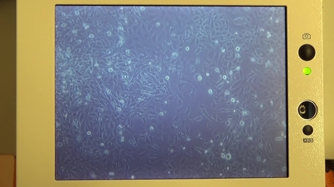 Thumbnail for entry Tissue Culture, passing adherent cells