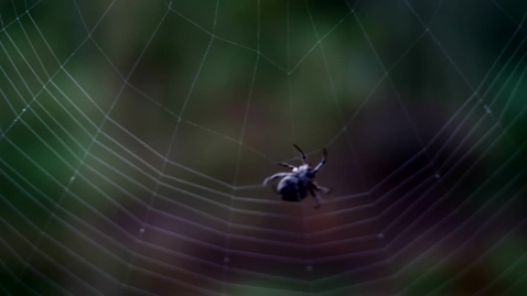 Thumbnail for entry Spider spinning a web