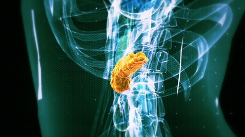 Thumbnail for Pancreas