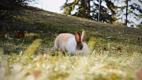 Thumbnail for entry Bunny eating grass 