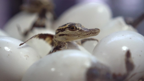 Thumbnail for Baby crocodile