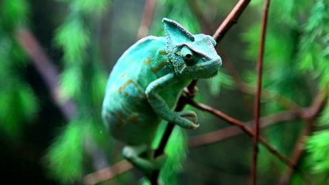 Thumbnail for Chameleon