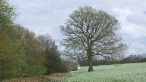 Thumbnail for Tree changing in the seasons