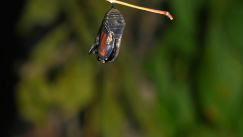 Thumbnail for Monarch butterfly