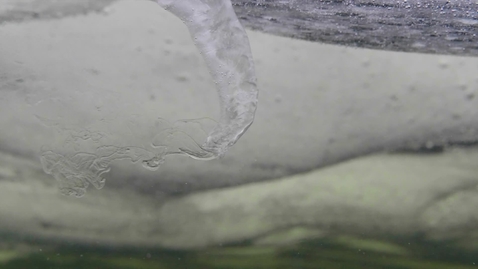 Thumbnail for Brinicle forming on sea ice