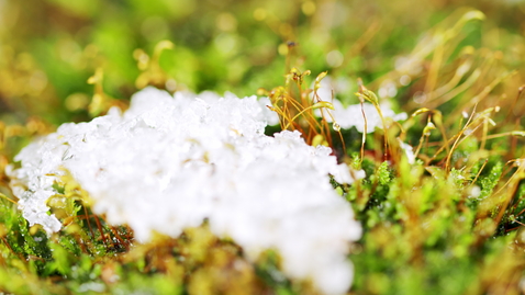 Thumbnail for Melting snow