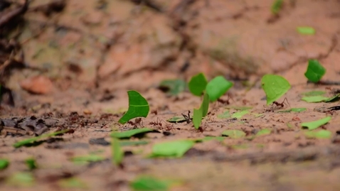 Thumbnail for Leafcutter Ants in the Jungle