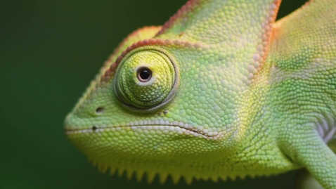 Thumbnail for Chameleon