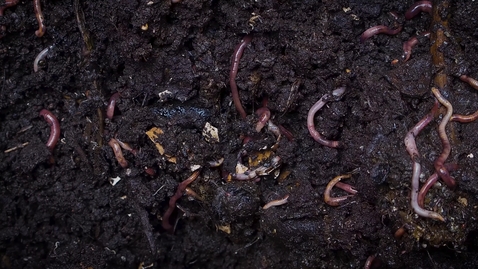 Thumbnail for entry Worms in Soil