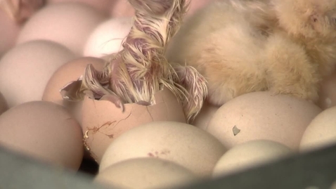 Thumbnail for Chick hatching