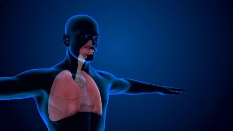 Thumbnail for Human Respiratory System