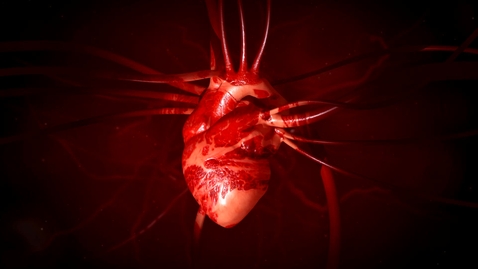 Thumbnail for Human heart beating
