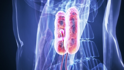 Thumbnail for Kidneys