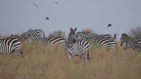 Thumbnail for Herd of zebras