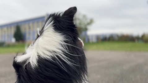 Thumbnail for Dog hair blowing in wind