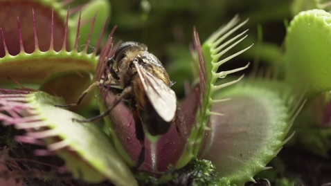 Thumbnail for Venus fly trap