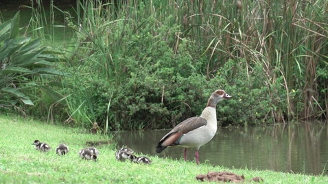 Thumbnail for entry Parent duck and ducklings