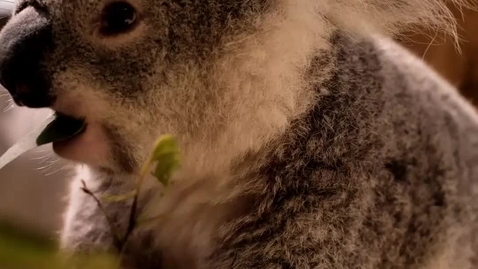 Thumbnail for Koala bear eating leaves