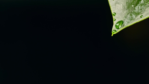 Thumbnail for Water droplet falling of a leaf