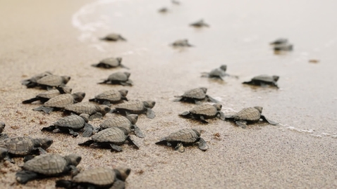 Thumbnail for Turtle hatchlings